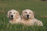 GOLDEN RETRIEVER 999